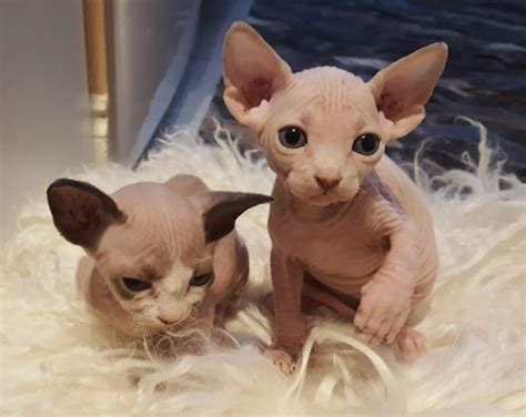 Sphynx cat for adoption. Things To Know About Sphynx cat for adoption. 